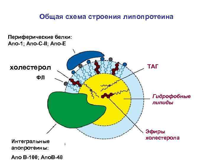 Общая схема строения липопротеина Периферические белки: Апо-1; Апо-С-II; Апо-Е холестерол ТАГ ФЛ Гидрофобные липиды