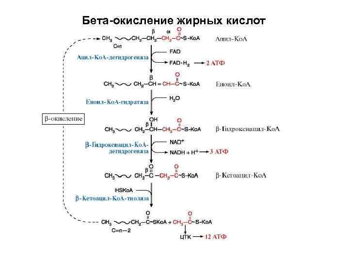 Бета-окисление жирных кислот 