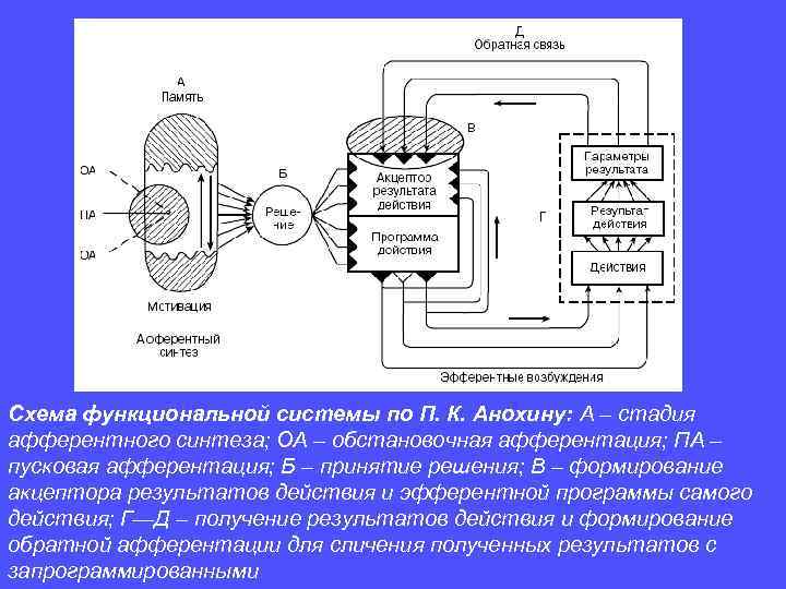 Схема функциональной системы по П. К. Анохину: А – стадия афферентного синтеза; ОА –
