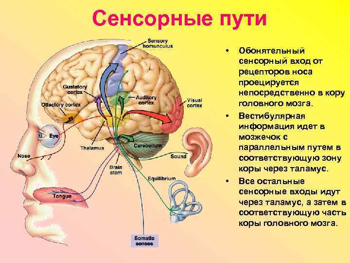 Сенсорные пути • • • Обонятельный сенсорный вход от рецепторов носа проецируется непосредственно в