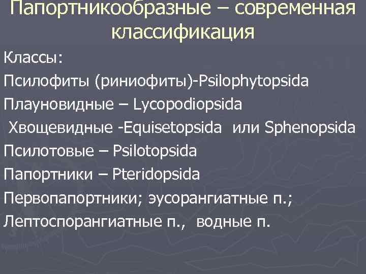 Папортникообразные – современная классификация Классы: Псилофиты (риниофиты)-Psilophytopsida Плауновидные – Lycopodiopsida Хвощевидные -Equisetopsida или Sphenopsida