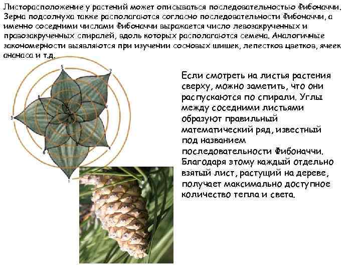Листорасположение у растений может описываться последовательностью Фибоначчи. Зерна подсолнуха также располагаются согласно последовательности Фибоначчи,