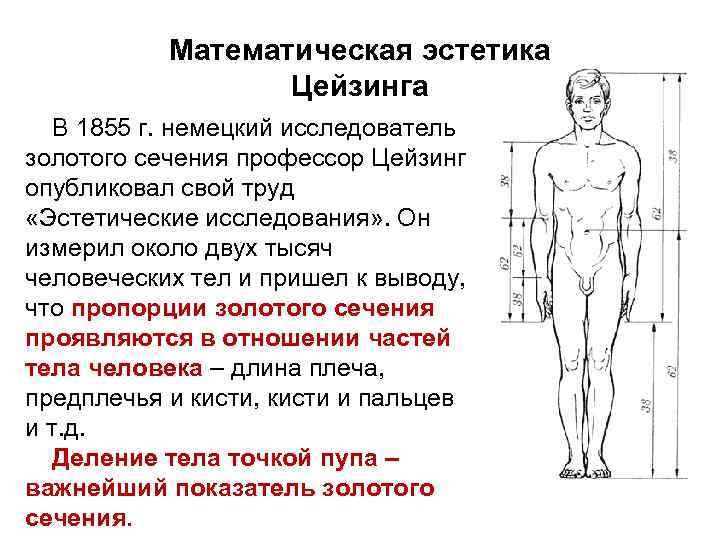 Математическая эстетика Цейзинга В 1855 г. немецкий исследователь золотого сечения профессор Цейзинг опубликовал свой