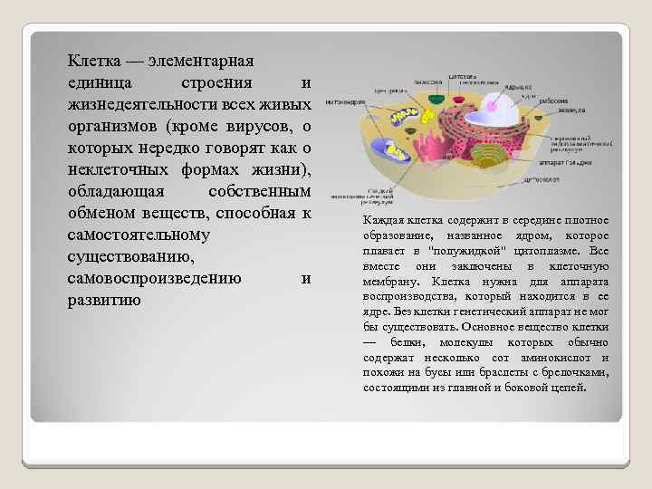 Клетка — элементарная единица строения и жизнедеятельности всех живых организмов (кроме вирусов, о которых