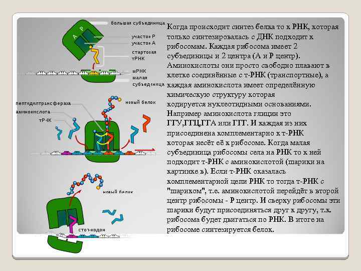 Когда происходит синтез белка то к РНК, которая только синтезировалась с ДНК подходит к