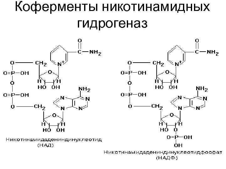 Коферменты никотинамидных гидрогеназ 