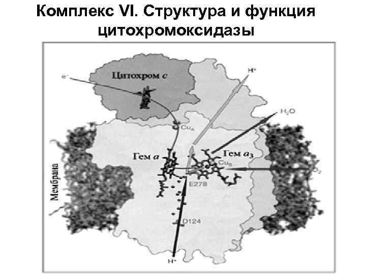 Комплекс VI. Структура и функция цитохромоксидазы 