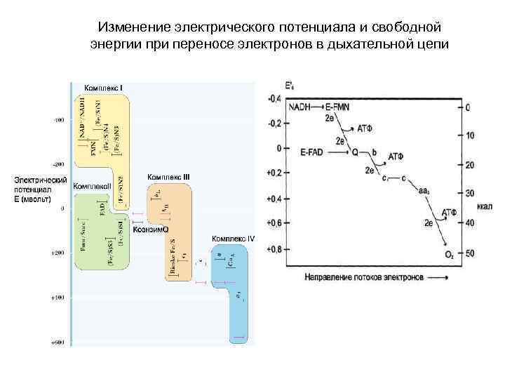 Изменение электрического потенциала и свободной энергии при переносе электронов в дыхательной цепи 