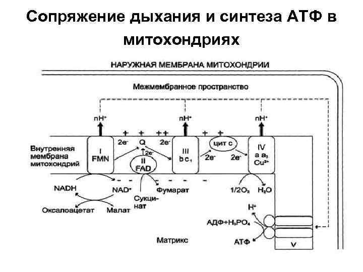 Окислительное фосфорилирование обобщенная схема