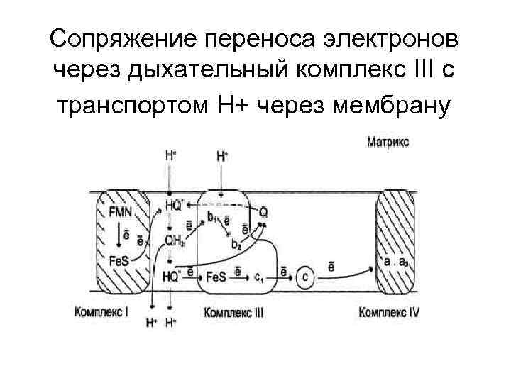 Сопряжение переноса электронов через дыхательный комплекс III с транспортом Н+ через мембрану 