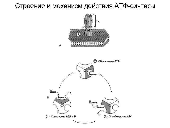 Строение и механизм действия АТФ-синтазы 