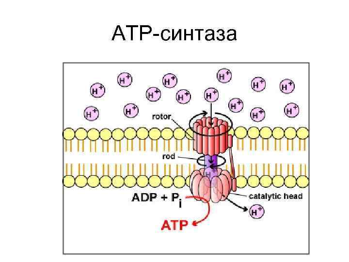 ATP-синтаза 
