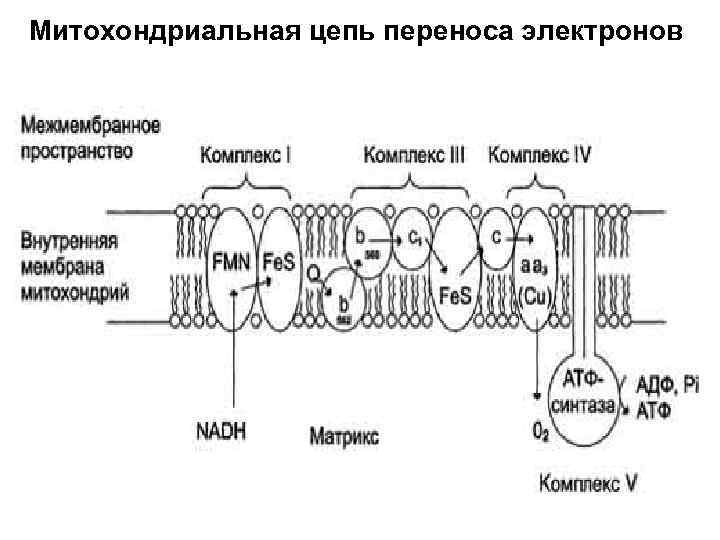 Окислительное фосфорилирование обобщенная схема