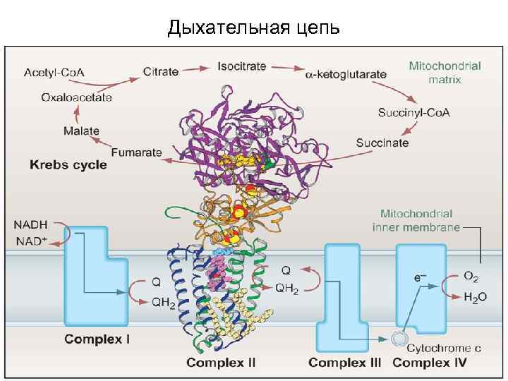 Биологическое окисление биохимия презентация