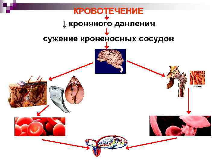 КРОВОТЕЧЕНИЕ ↓ кровяного давления сужение кровеносных сосудов 