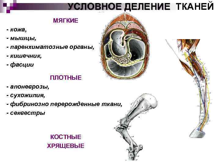 Деление тканей. Связки фасции сухожилия и апоневрозы относятся к. К паренхиматозным (плотным) органам относятся. Мышца паренхиматозный орган. Кишечник это паренхиматозный орган.