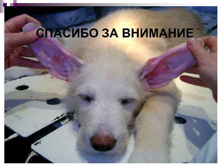 СПАСИБО ЗА ВНИМАНИЕ 