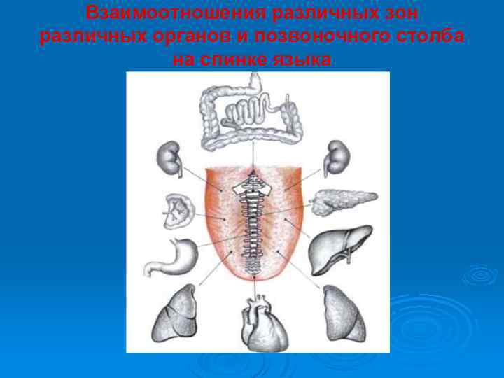 Взаимоотношения различных зон различных органов и позвоночного столба на спинке языка 