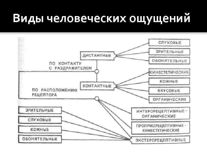 Виды человеческих ощущений 