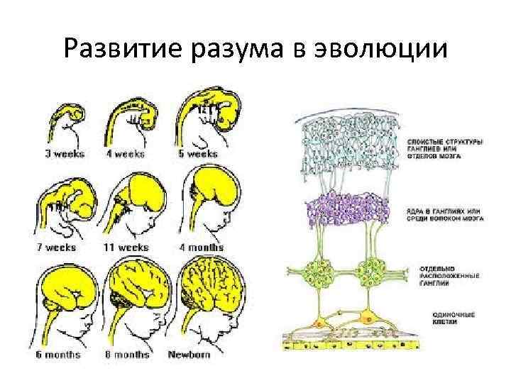 Развитие разума. Развитие разума человека пример. Развитие разума человека Обществознание. Что значит развитие разума.