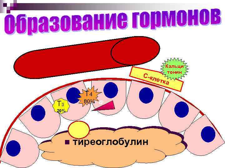 * С-кл е Кальци тонин тка Т 4 80% Ф Т 3 20% n