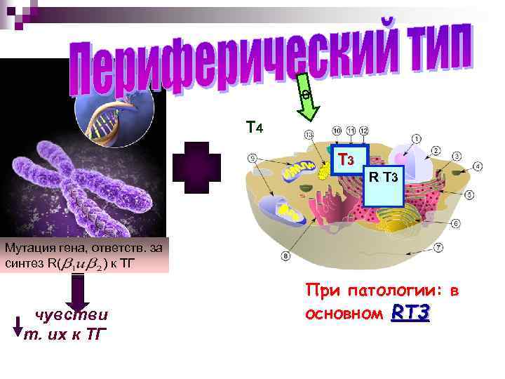 Ф Т 4 Т 3 R Т 3 Мутация гена, ответств. за синтез R(