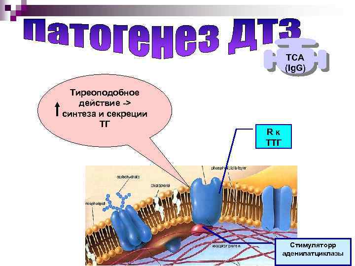 ТСА (Ig. G) Тиреоподобное действие -> синтеза и секреции ТГ Rк ТТГ Стимуляторр аденилатциклазы