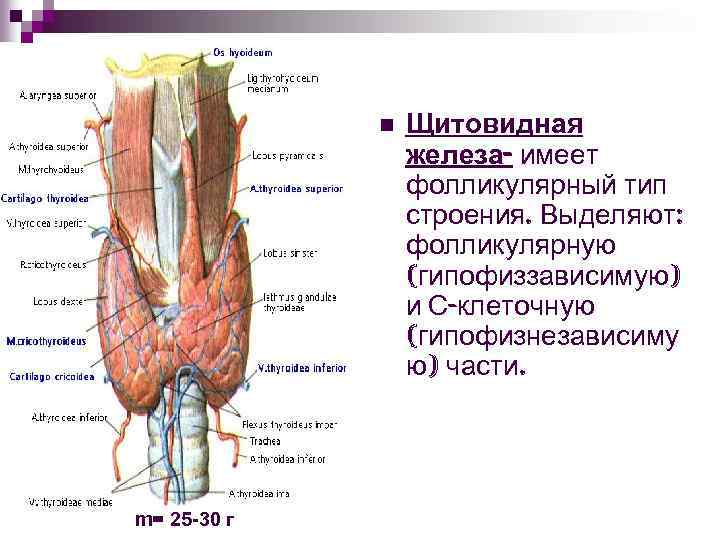 n m= 25 -30 г Щитовидная железа- имеет фолликулярный тип строения. Выделяют: фолликулярную (гипофиззависимую)