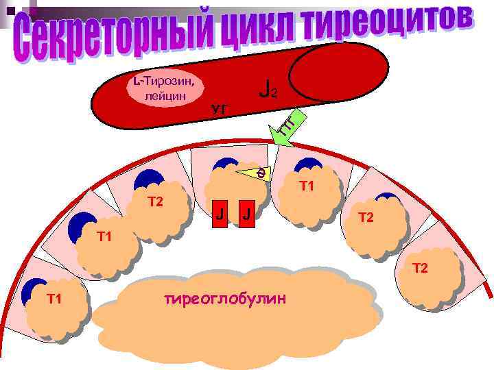 J 2 УГ ТТ Г L-Тирозин, лейцин Ф Т 2 J J Т 1