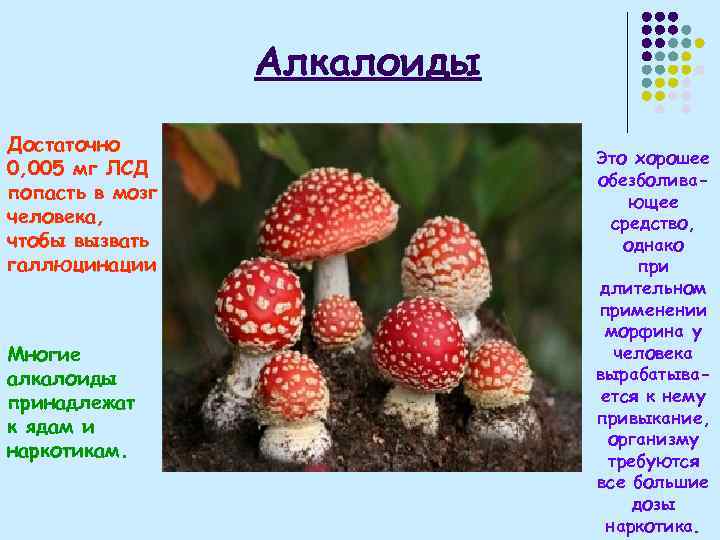 Алкалоиды Достаточно 0, 005 мг ЛСД попасть в мозг человека, чтобы вызвать галлюцинации Многие