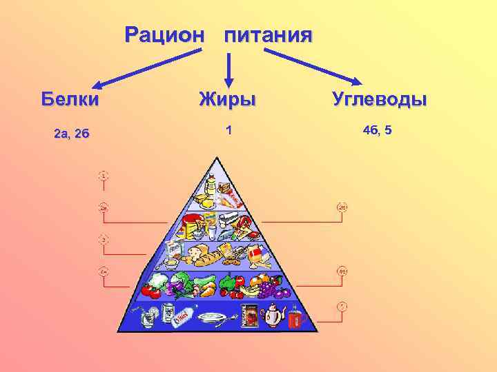 Рацион питания Белки Жиры Углеводы 2 а, 2 б 1 4 б, 5 