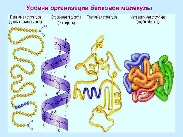 Уровни организации белковой молекулы 