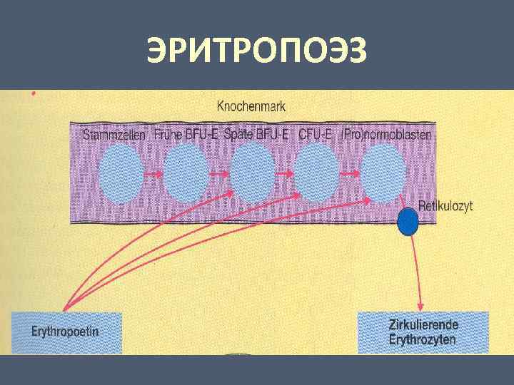 ЭРИТРОПОЭЗ 
