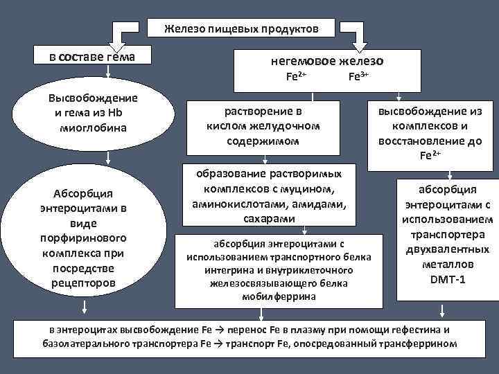 Железо пищевых продуктов в составе гема негемовое железо Fe 2+ Высвобождение и гема из