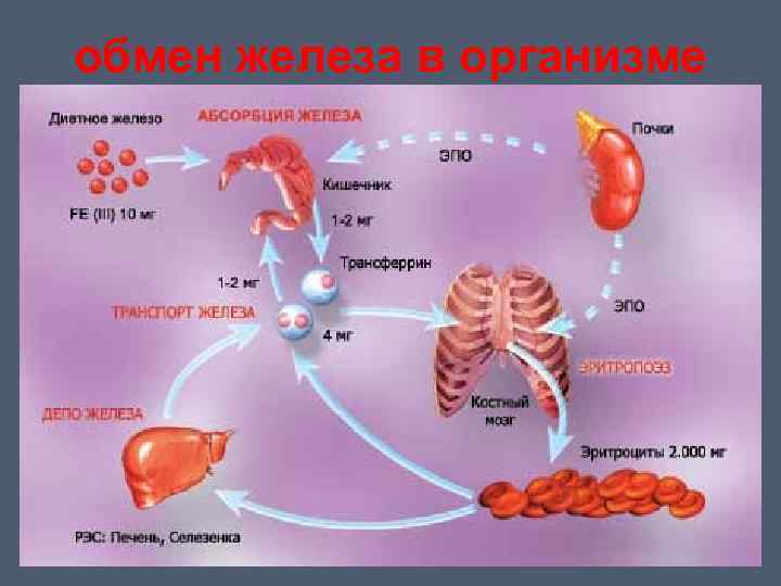 Обмен железа в организме биохимия презентация