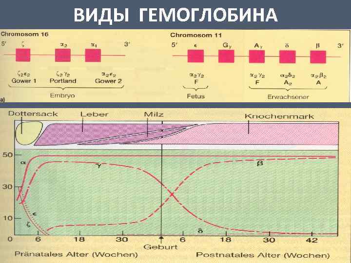 ВИДЫ ГЕМОГЛОБИНА 