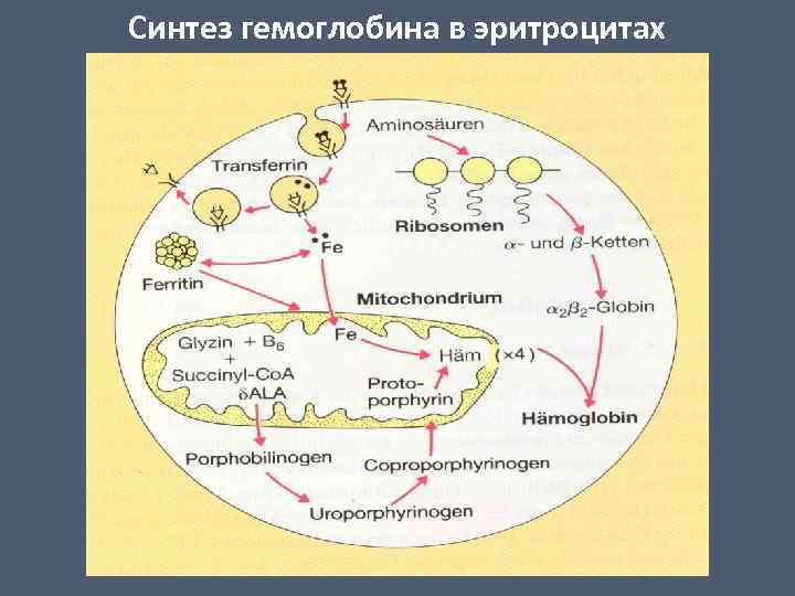 Отвечает за синтез