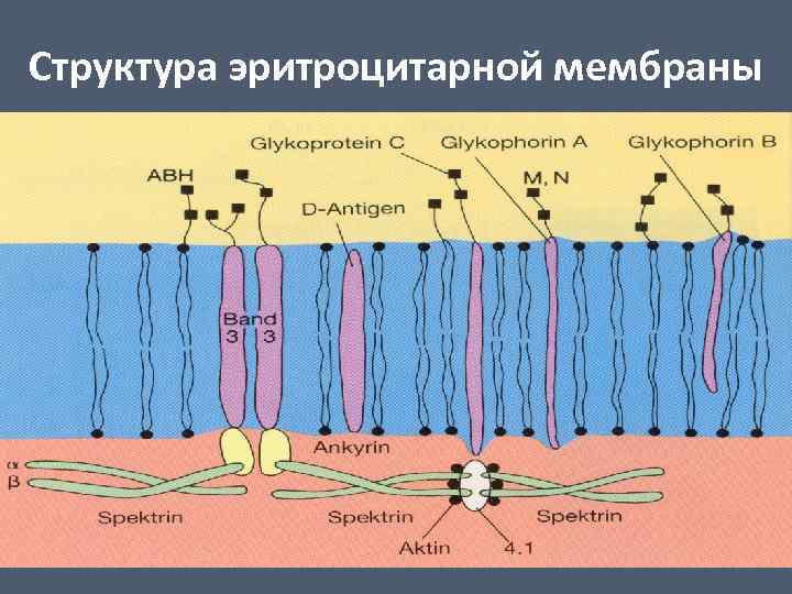 Структура эритроцитарной мембраны 