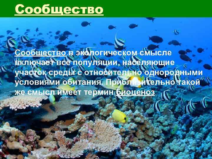 Сообщество в экологическом смысле включает все популяции, населяющие участок среды с относительно однородными условиями