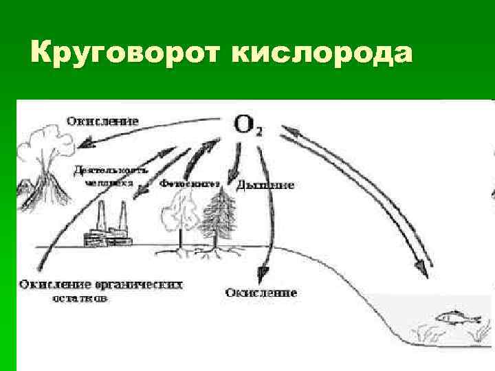 Круговорот кислорода 