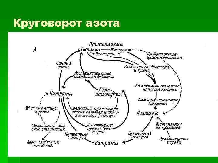 Круговорот азота 