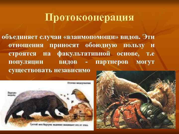 Протокооперация объединяет случаи «взаимопомощи» видов. Эти отношения приносят обоюдную пользу и строятся на факультативной