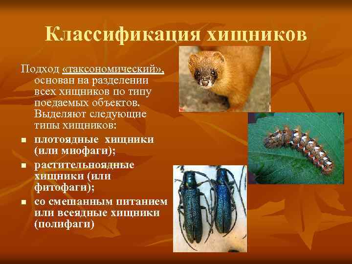 Классификация хищников Подход «таксономический» , основан на разделении всех хищников по типу поедаемых объектов.