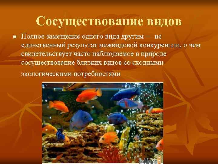 Сосуществование видов n Полное замещение одного вида другим — не единственный результат межвидовой конкуренции,