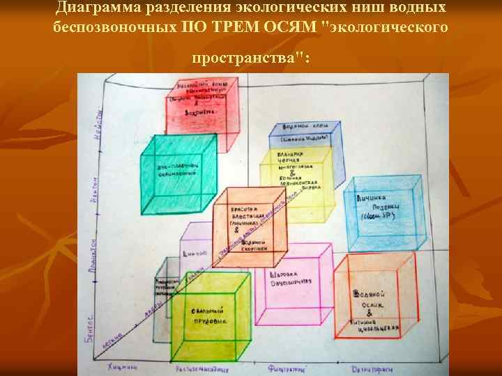 Диаграмма разделения экологических ниш водных беспозвоночных ПО ТРЕМ ОСЯМ "экологического пространства": 