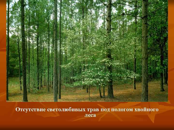Отсутствие светолюбивых трав под пологом хвойного леса 