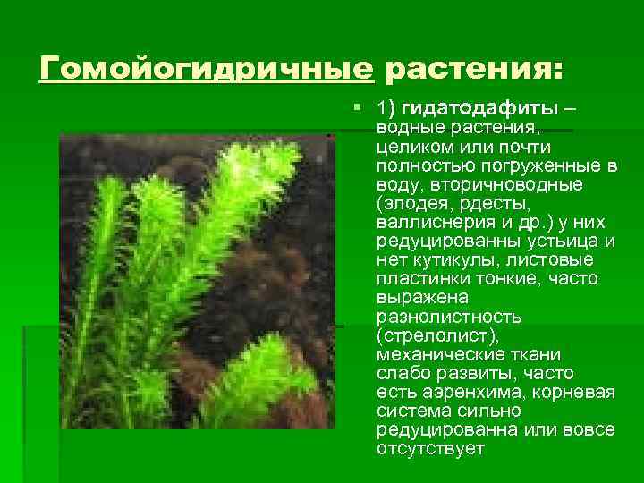 Гомойогидричные растения: § 1) гидатодафиты – водные растения, целиком или почти полностью погруженные в