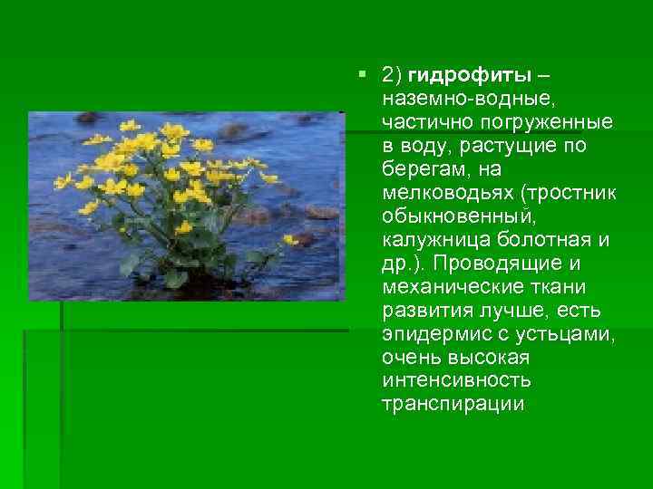 § 2) гидрофиты – наземно-водные, частично погруженные в воду, растущие по берегам, на мелководьях