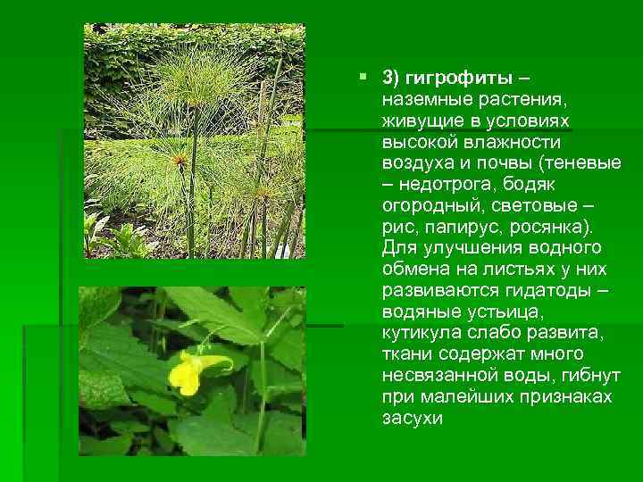 § 3) гигрофиты – наземные растения, живущие в условиях высокой влажности воздуха и почвы