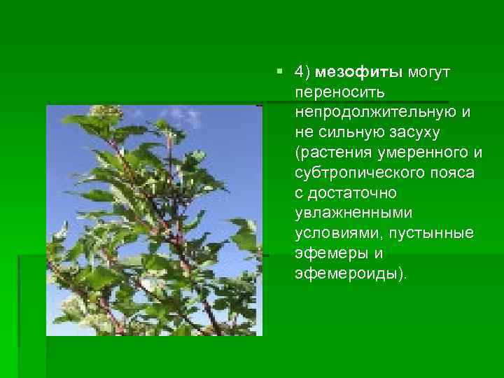 § 4) мезофиты могут переносить непродолжительную и не сильную засуху (растения умеренного и субтропического